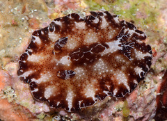 Discodoris boholiensis