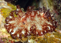 Discodoris boholiensis
