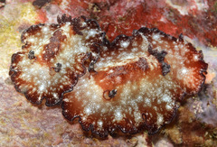 Discodoris boholiensis