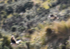 Metriopelia melanoptera