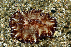 Discodoris boholiensis