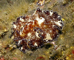 Discodoris boholiensis