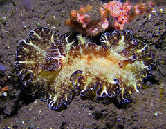 Discodoris boholiensis