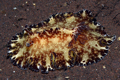 Discodoris boholiensis