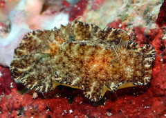 Discodoris boholiensis