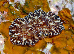 Discodoris boholiensis