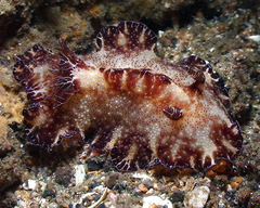 Discodoris boholiensis