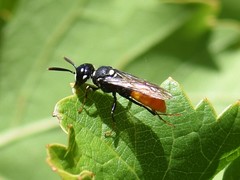 Philanthus loeflingi