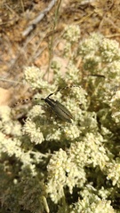 Agapanthia schurmanni