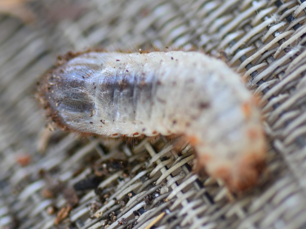 Garden Fruit Chafer from Bellville, Kaapstad, Zuid-Afrika on January 4 ...