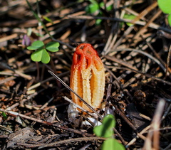 Colus hirudinosus
