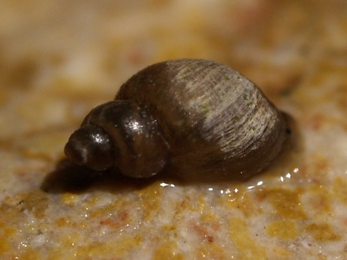 Dwarf pond snail