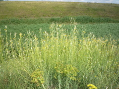Chondrilla latifolia