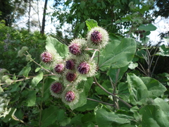 Arctium × ambiguum