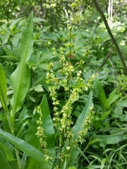 Rumex altissimus