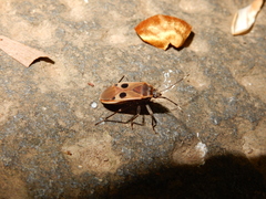 Physopelta fusciscutellata