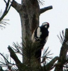 Dendrocopos major