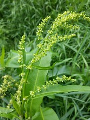 Rumex altissimus