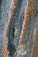 Stenopsocidae