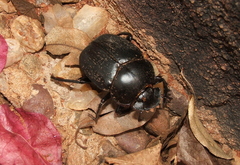 Scarabaeus zambesianus