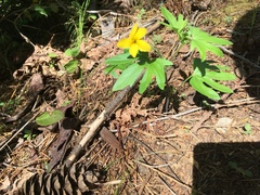 Viola lobata