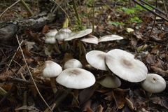 Agaricus