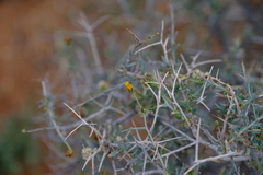 Osteospermum spinescens