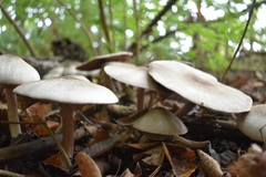 Agaricus