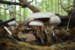 Agaricus