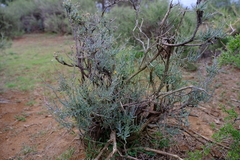 Osteospermum spinescens