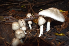 Agaricus