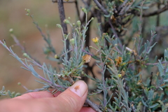 Osteospermum spinescens