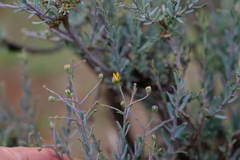 Osteospermum spinescens