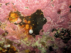 Margarites groenlandicus