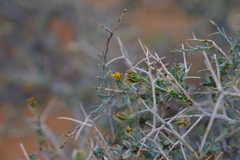Osteospermum spinescens
