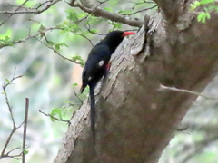 Phoeniculus purpureus marwitzi