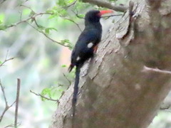 Phoeniculus purpureus marwitzi