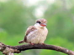 Halcyon chelicuti chelicuti