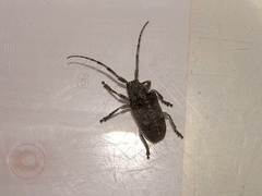 Crossotus stypticus