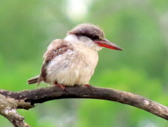 Halcyon chelicuti chelicuti