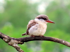 Halcyon chelicuti chelicuti