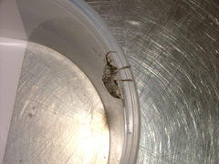 Crossotus stypticus