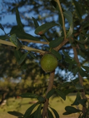 Acanthosyris spinescens