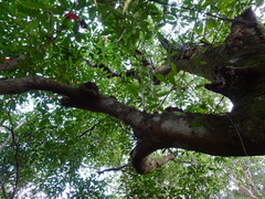 Elaeocarpus japonicus