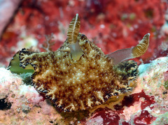 Discodoris boholiensis