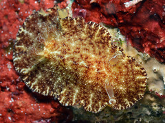 Discodoris boholiensis