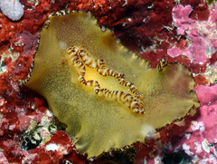 Discodoris boholiensis