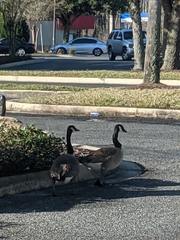 Branta canadensis image