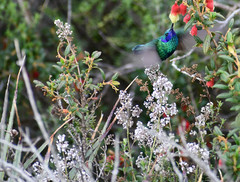 Valeriana microphylla