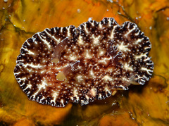 Discodoris boholiensis
